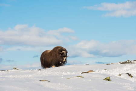 Muskox in the snow in National Park Dovrefjell in Norway.の写真素材