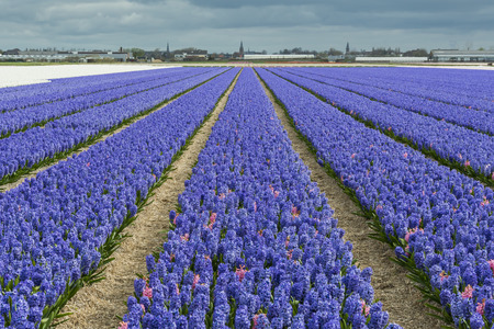 Purple Hyacinth in a field near Lisse Hillegom and the Keukenhof in the Netherlands.の写真素材