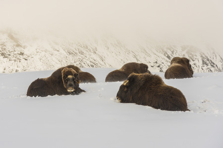 Five Muskox in the snow in National Park Dovrefjell in Norway.の写真素材