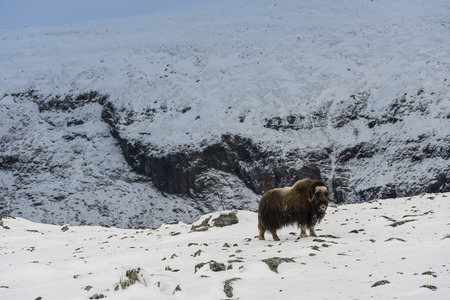 Muskox in the snow in National Park Dovrefjell in Norway.の写真素材