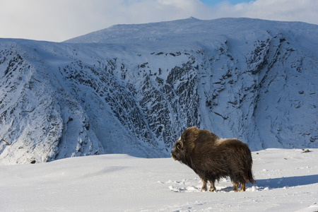 Muskox in the snow in National Park Dovrefjell in Norway.の写真素材