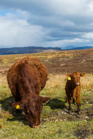 Cows on the Isle of Skye with ocean, clouds and mountains.の写真素材