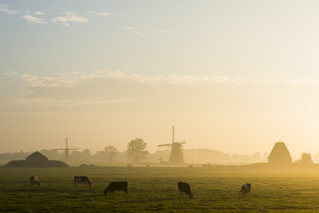 Peaceful yellow sunrise with wind mill, cows, fog in Streefkerk, Holland.の写真素材