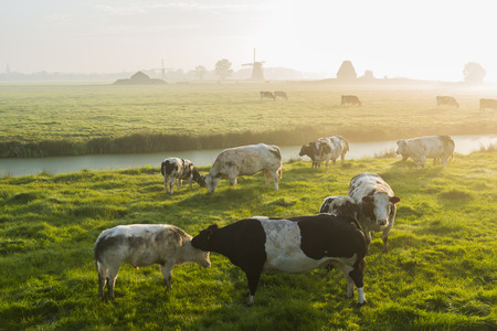 Cows at down in Streefkerk in Holland and morning light.の写真素材