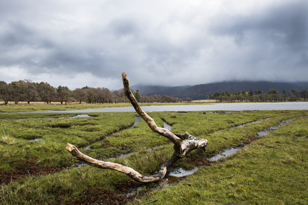 Branch on the shore of a bay in Scotland with dark clouds, hills and forest.の写真素材