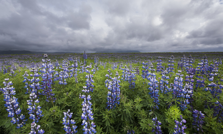 Purple lupine field with green hogweed, mountains and cloudy sky at Vik on Iceland.の写真素材