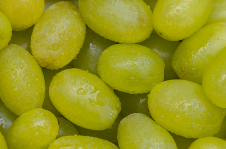Detail of some green, fresh, juicy grapes with water drops.の写真素材