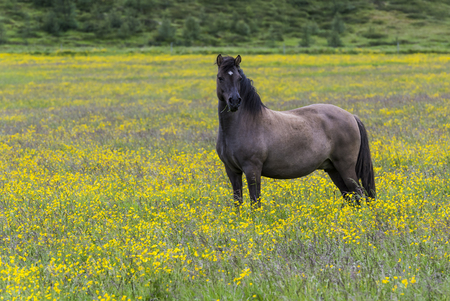 Islandic horse in yellow flower maedow near Godafoss waterfall on Iceland.の写真素材