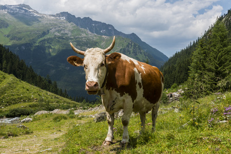 Cow with horns and flies on her nose in Austrian Mountainsat Mayrhofen in Tirol.の写真素材