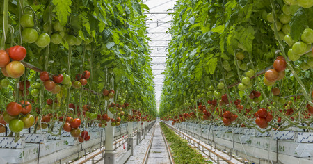 Harmelen, The Netherlands - April 3, 2017: Tomato nursery with red and green tomatoes in a glass greenhouseのeditorial素材