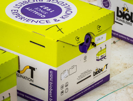 Harmelen, The Netherlands - April 3, 2017: Biological pest control in tomato greenhouse with...