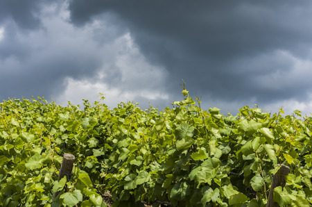 Storm Clouds above vineyard in the Champagne districht near Epernay, Franceの写真素材