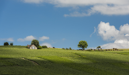 Vineyards in La Neuvill-Aux-Larris with cows in summer, Franceの写真素材