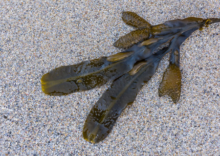 Leaf of seaweed on the sand at the beach.