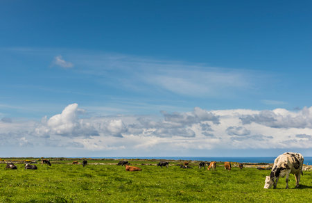 Cornish coast with cows in a meadow with blue sky in the summer.