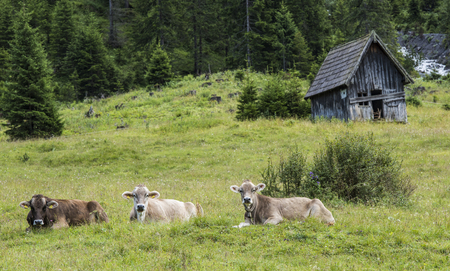 Kelmer, Austria - July 27, 2017: Cows and Cabin in a meadow in Austria near the small village of Kelmer in Voralberg.のeditorial素材