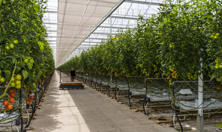 Harmelen, Netherlands - May 23, 2017: Large tomato greenhouse with ripe tomatoes and worker.のeditorial素材