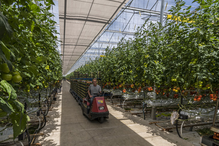 Harmelen, Netherlands - May 23, 2017: Large tomato greenhouse with ripe tomatoes and worker on trolley.のeditorial素材