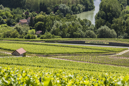 Cumieres, France - June 9, 2017: Vineyards of Joseph Perrier near Hautvillers and Epernay in the Champagne district Vallee de la Marne in France.のeditorial素材