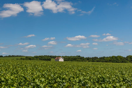 Epernay, France - June 10, 2017: Vineyards of Veuve Clicquot in the Champagne district, France.のeditorial素材
