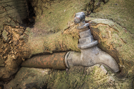 Old rusty water faucet overgrown by a old beech tree.の写真素材
