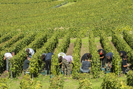 Cramant, France - August 11, 2017: Harvest of the Champagne grapes with many grape pickers.のeditorial素材