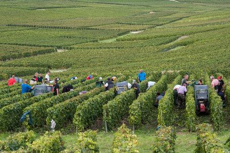 Cramant, France - August 11, 2017: Harvest of the Champagne grapes with many grape pickers.のeditorial素材