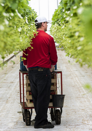 s-Gravenzande, The Netherlands - April 24, 2018: Male worker at a strawberry Greenhouse with rows of ripe strawberries and strawberry flowers.のeditorial素材