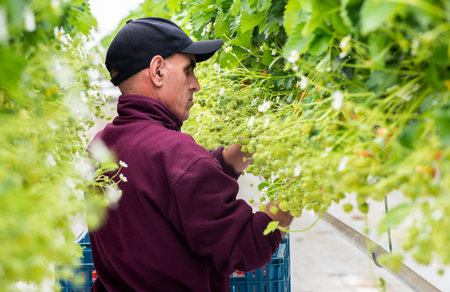 s-Gravenzande, The Netherlands - April 24, 2018: Male picker in Strawberry Greenhouse with ripe strawberries.のeditorial素材