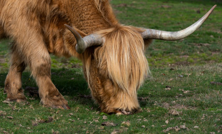 Scottish Higlander cow grazing on a meadow in National Park New Forest, England.
