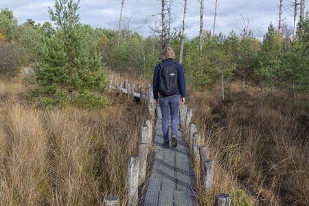 Dwingelderveld, Netherlands - November 11, 2018: Small path with hiker in autumn with dead trees in National Park Dwingelderveld in the province of Drenthe, The Netherlands.のeditorial素材