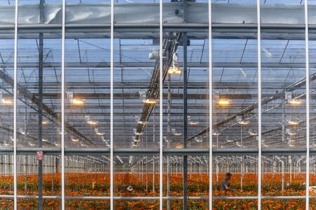 Maasdijk, The Netherlands - February 25, 2019: Great industrial flower greenhouse with working man in Maasdijk in Westland in the Netherlands.のeditorial素材