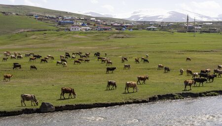 Otbicen, Turkey - May 9, 2019: Herd of cows on a green meadow and field near a river at the town of Otbicen near Ardahan, Turkey.のeditorial素材