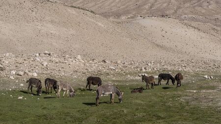 Reka Pamir River Valley with at the border of Tajikistan and Afghanistan with a herd of donkeys at the Pamir Highway in Tajikistan.の写真素材
