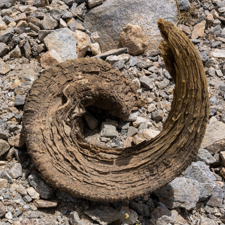 Horn of a Marco Polo Sheep on the Khargush Pass in Tajikistan.