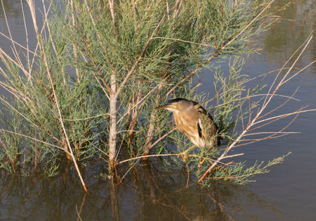A bittern bird in a Iranian lake in a swamp near teh twon of Damghan, Iran