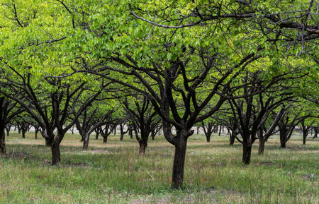 An abricot orchard with many abricot trees in the valley of the Zeravshan river i n Tadzjikistan.