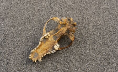 Skull of a dog on a sandy beach of a river.の写真素材