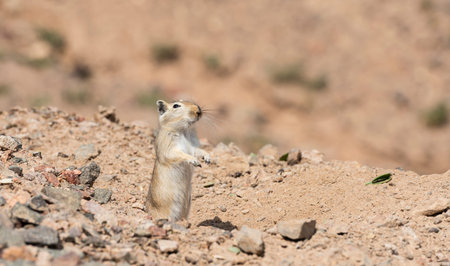 Gerbil in Charyn Valley National Park in Kazakhstan.の写真素材