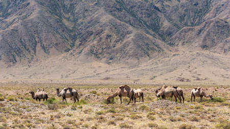 White camel herd  in the desert of Issyk-Kul in Kyrgyzstan with mountains in the background.の写真素材