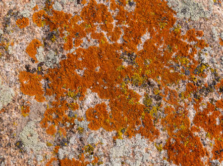 Orange and green, grey lichen on a dry rock.の写真素材