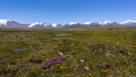 Mountains with lakes, snow and flowers on the mountains in Kirgistan.の写真素材