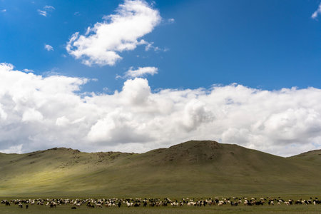 Herd of sheep on the steppe of Mongolia.
