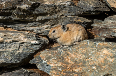 Small rodent, pika, in a stone wall in the steppe of Mongolia.の写真素材
