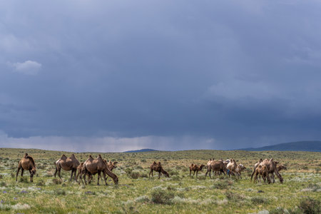 Herd of camels on the steppe of Mongolia with dark black rainy clouds in the sky.の写真素材