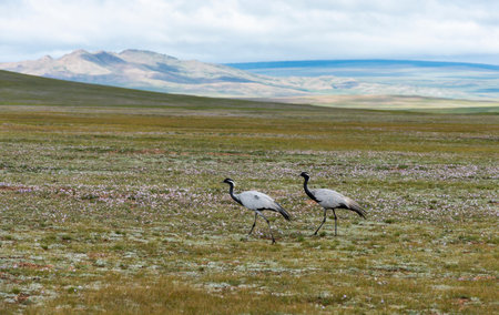 Two cranes on the colorful steppe of Mongolia.の写真素材