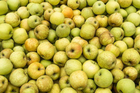 Crates with fresh apples in SÃ¼dtirol in Italy near an apple orchard.の写真素材