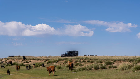 Ogii Lake, Mongolia - August 30, 2019: 4x4 camper van on the steppe of Mongolia with a herd of goats and cows near the lake og Ogii.のeditorial素材