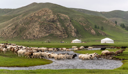 Selenge, Mongolia - August 20, 2019: Yurts at a river with sheep crossing the river and mountains in the background.のeditorial素材