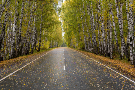 Road in autumn with yellow birches on each side of the street.の写真素材